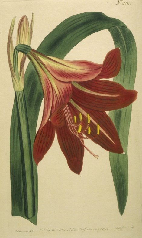 Hippeastrum reginae - Curtis's Botanical