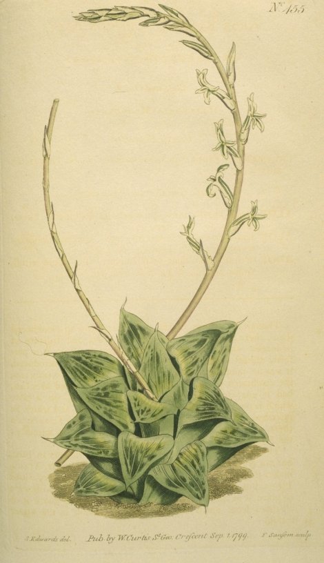 Haworthia retusa - Curtis's Botanical