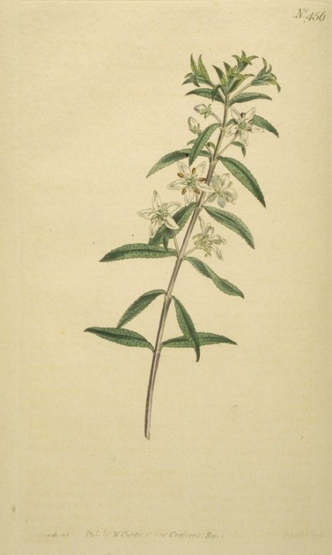 Diosma serratifolia - Curtis's Botanical
