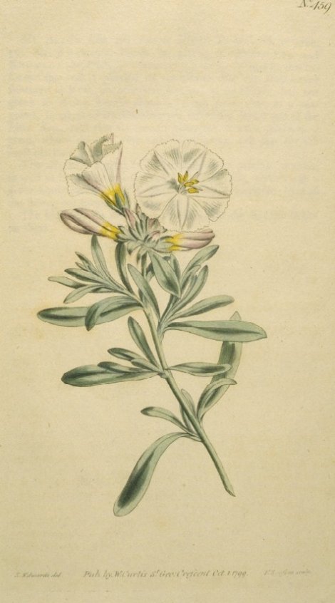 Convolvulus cneorum - Curtis's Botanical