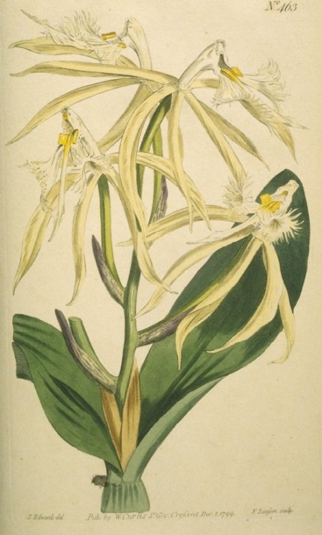 Epidendrum ciliare cuspidatum - Curtis's Botanical
