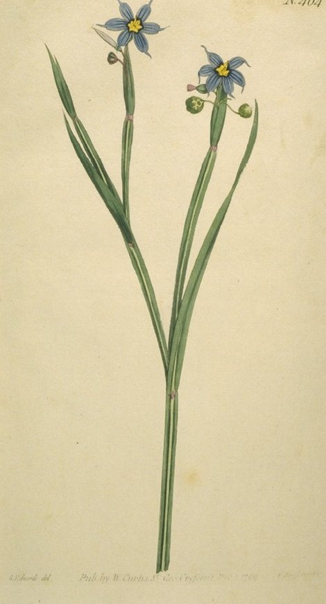 Sisyrinchium angustifolium - Curtis's Botanical