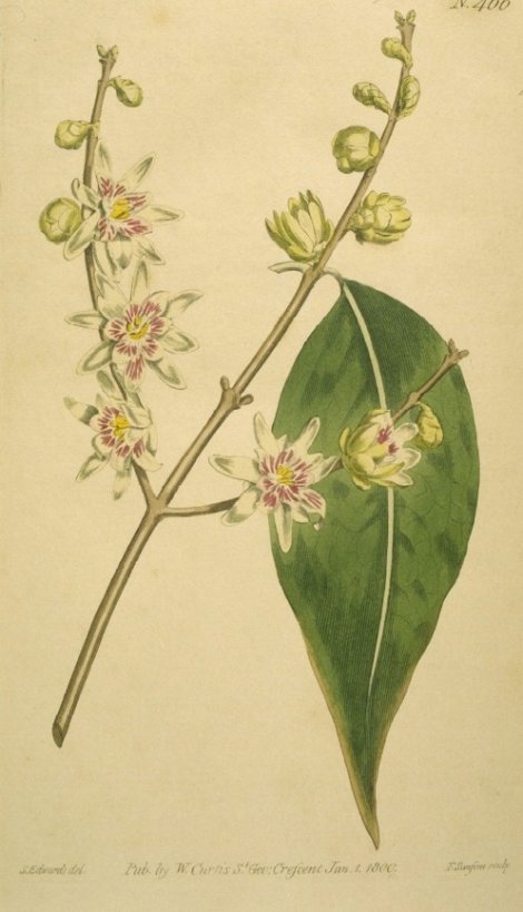 Chimonanthus praecox - Curtis's Botanical