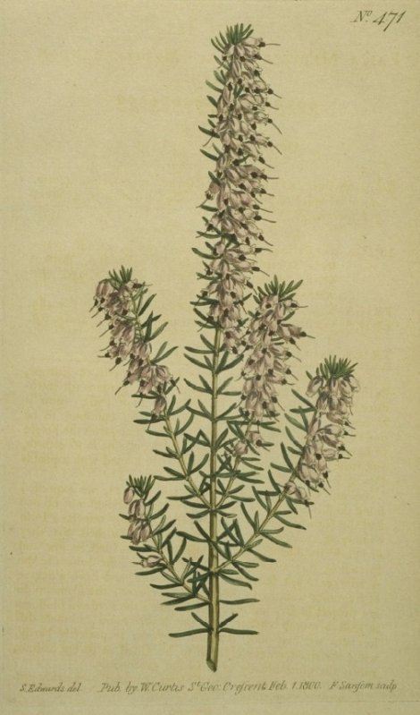 Erica mediterranea - Curtis's Botanical