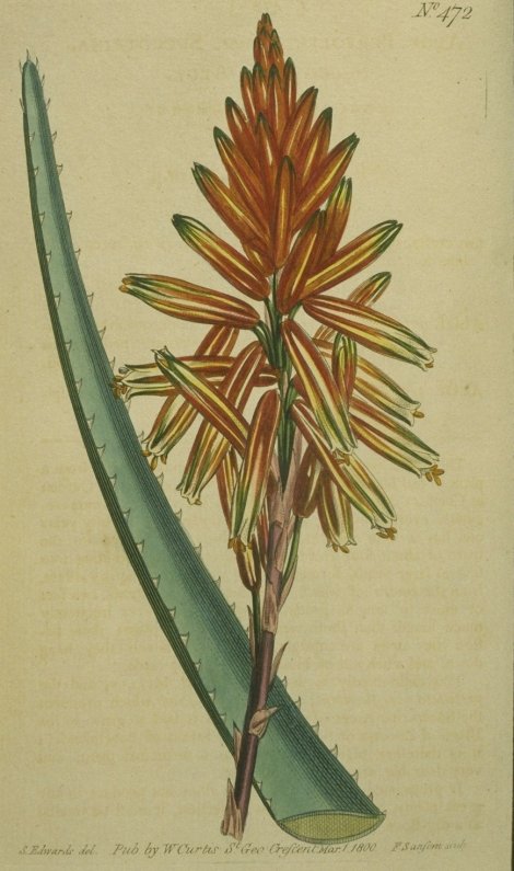 Aloe succotrina - Curtis's Botanical