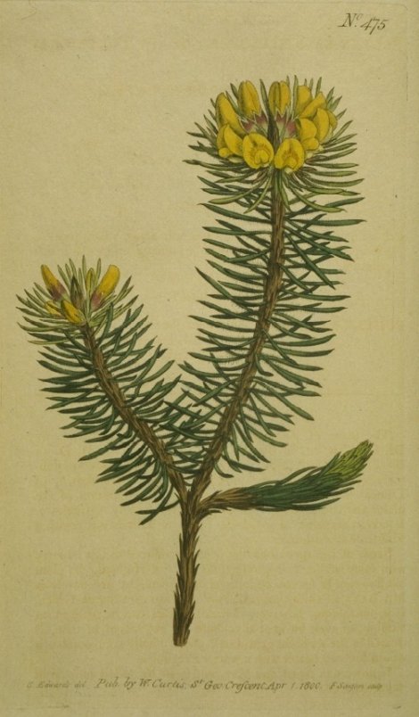 Pultenaea stipularis - Curtis's Botanical