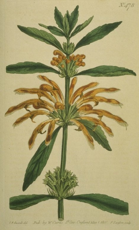 Leonotis leonurus - Curtis's Botanical