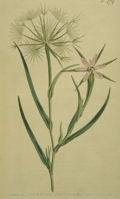 Geropogon glabrum - Curtis's Botanical