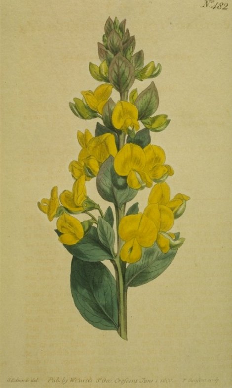 Crotalaria triflora - Curtis's Botanical