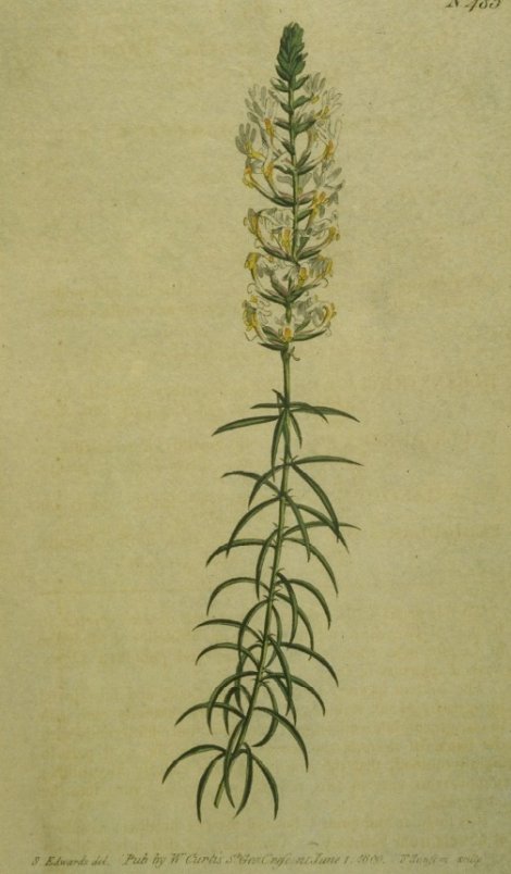 Hebenstretia dentata - Curtis's Botanical