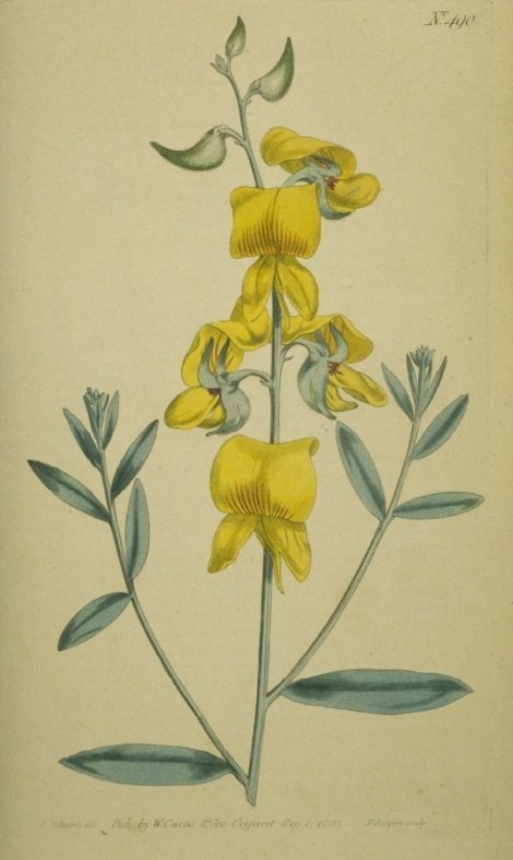 Crotalaria juncea - Curtis's Botanical
