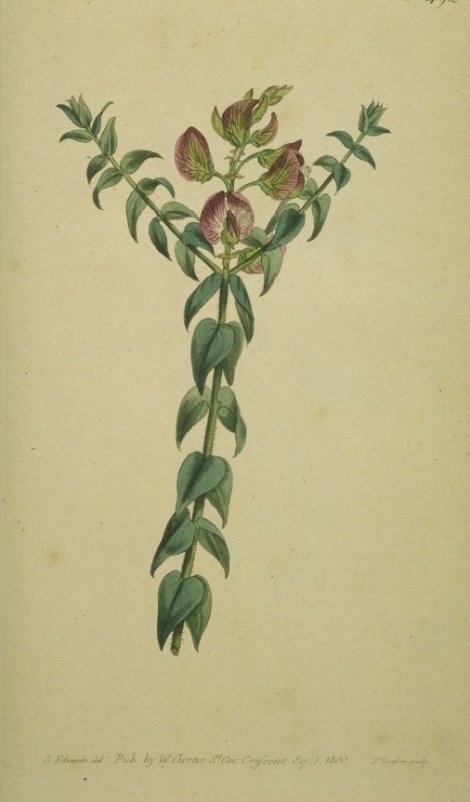 Polygala oppositifolia - Curtis's Botanical