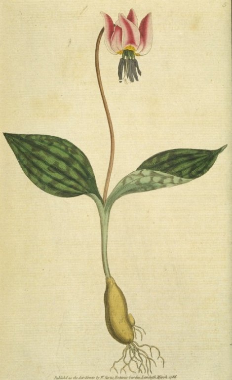Erythronium dens canis - Curtis's Botanical