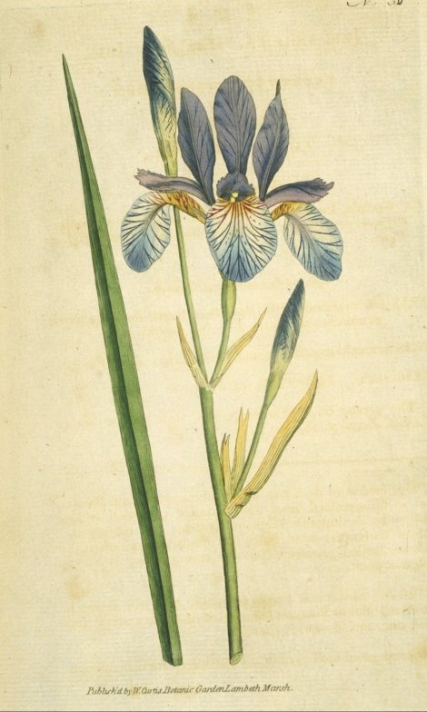 Iris sibirica - Curtis's Botanical