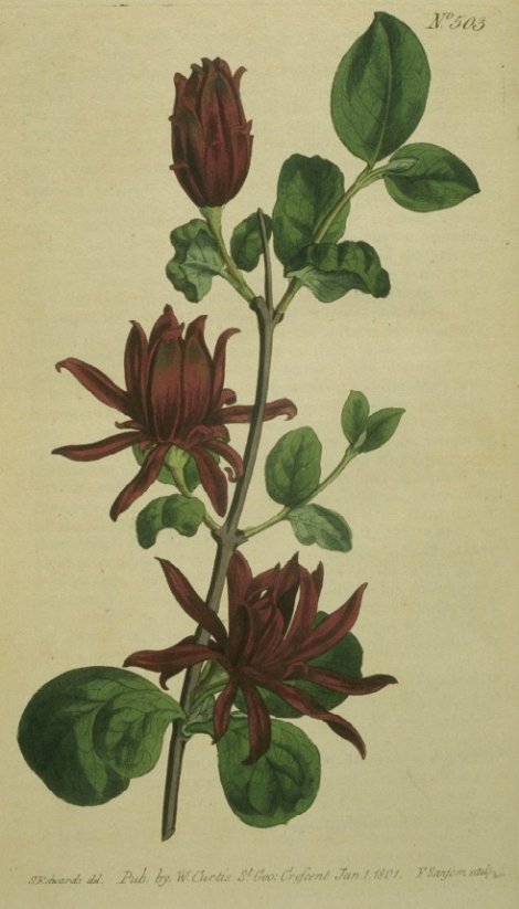 Calycanthus floridus - Curtis's Botanical