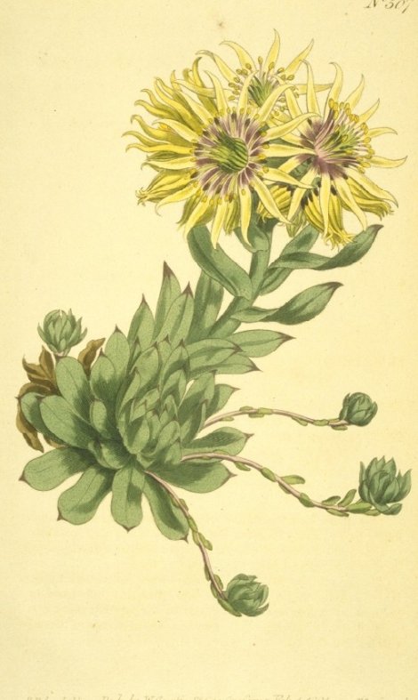 Sempervivum grandilorum - Curtis's Botanical