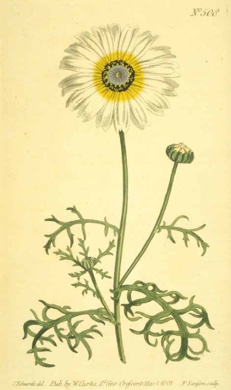 Chrysanthemum tricolor - Curtis's Botanical