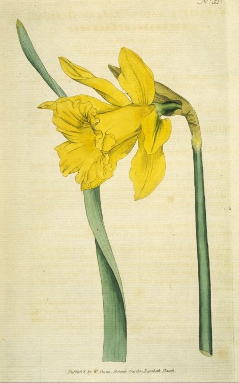Narcissus pseudonarcissus major - Curtis's Botanical