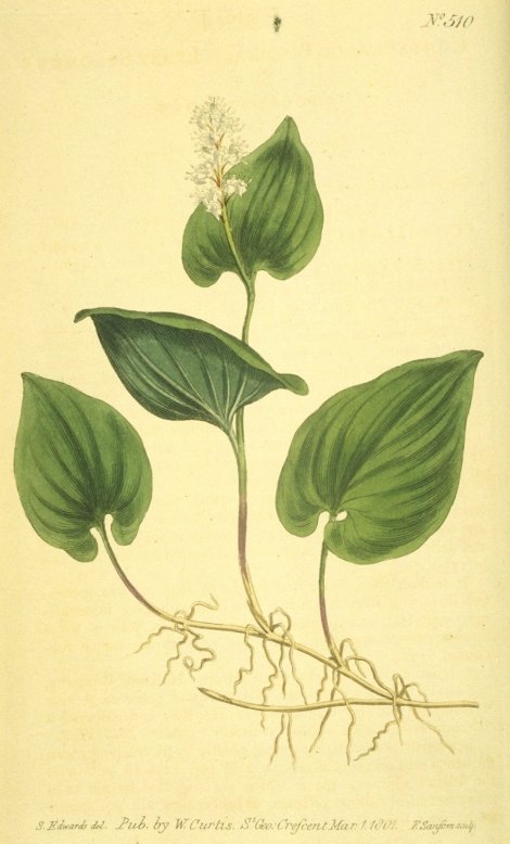 Maianthemum bifolium - Curtis's Botanical
