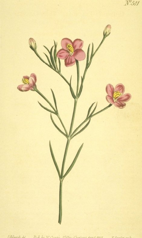 Chironia linoides - Curtis's Botanical