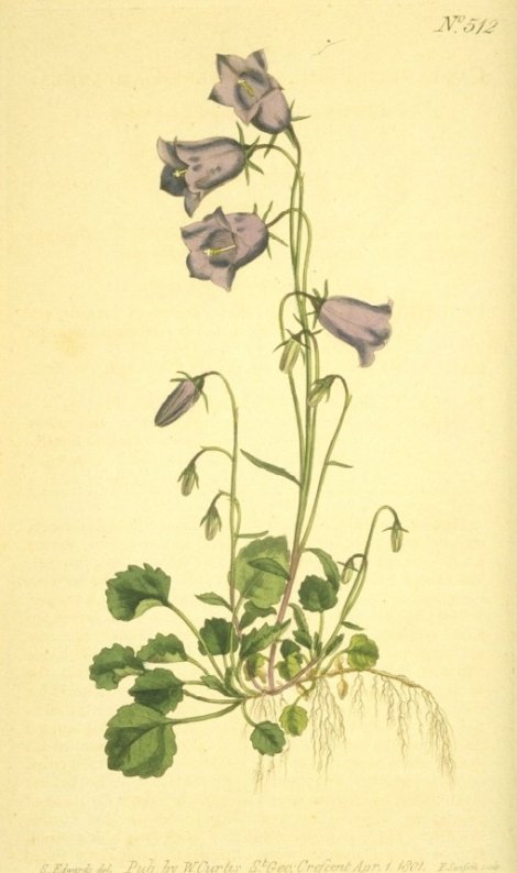 Campanula cochlearifolia - Curtis's Botanical