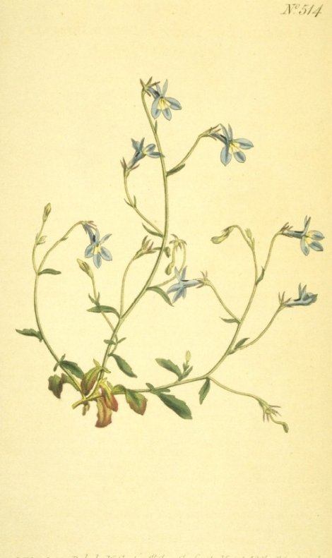 Lobielia bicolor - Curtis's Botanical
