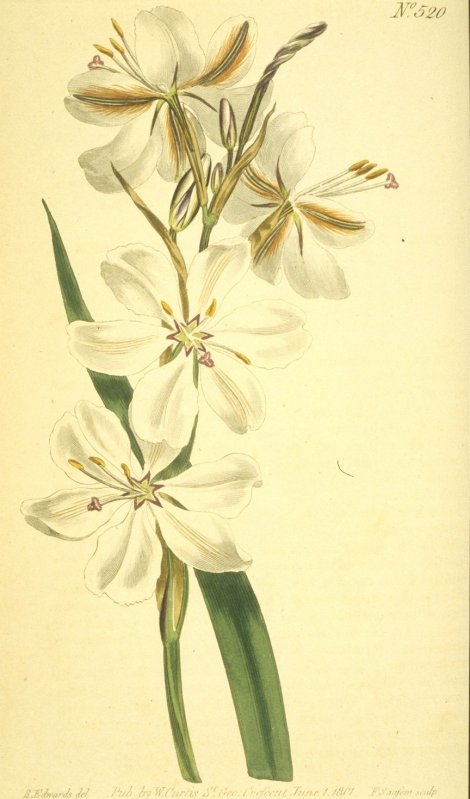 Aristea spiralis - Curtis's Botanical