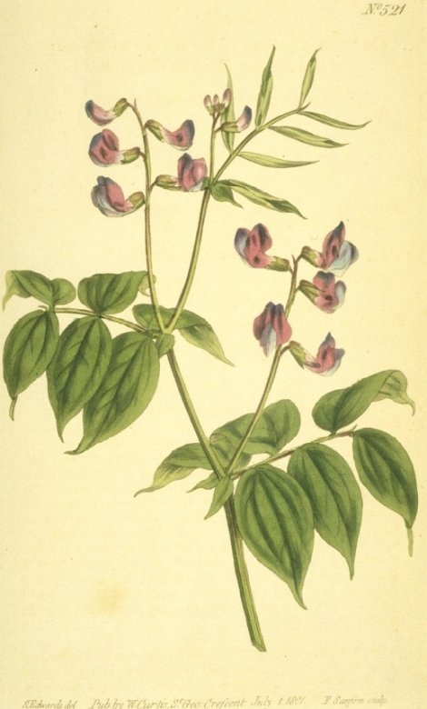 Lathyrus vernus - Curtis's Botanical