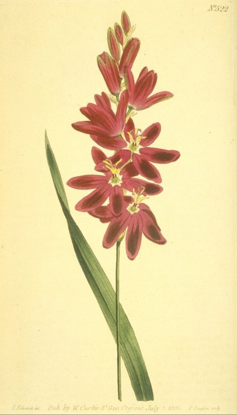 Ixia patens - Curtis's Botanical