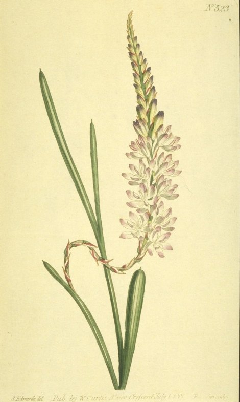 Micranthus tubulosus - Curtis's Botanical