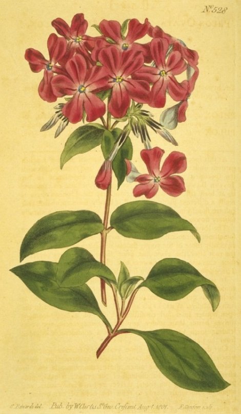 Phlox ovata - Curtis's Botanical