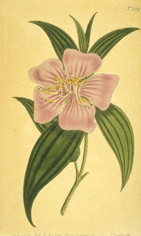 Melastoma sanguineum - Curtis's Botanical