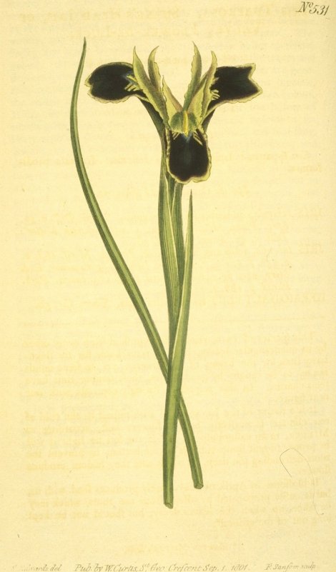 Hermodactylus tuberosus - Curtis's Botanical