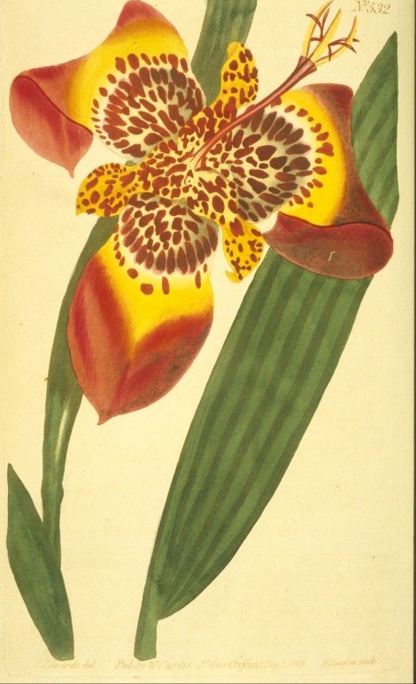 Tigridia pavonia - Curtis's Botanical