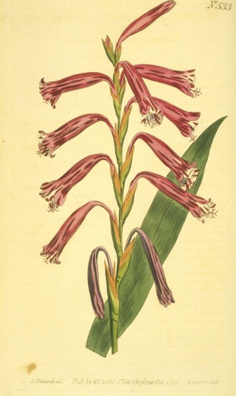 Watsonia aletroides - Curtis's Botanical