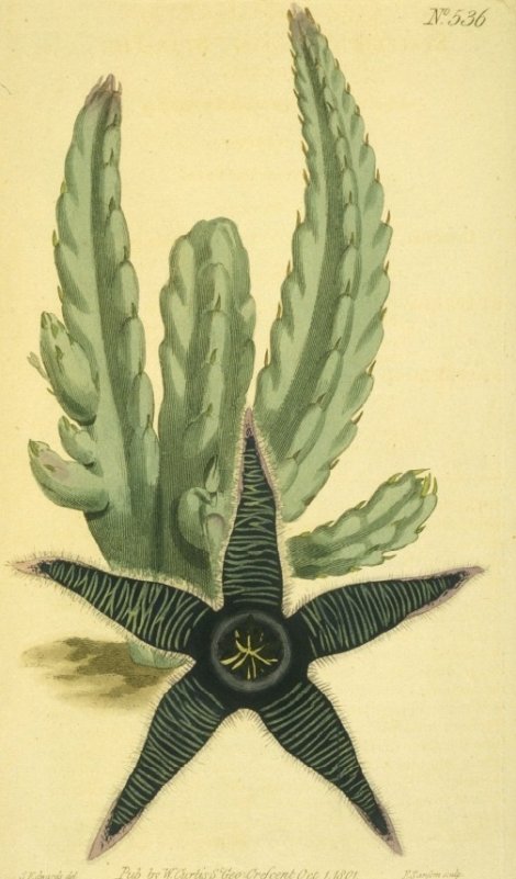 Stapelia asterias - Curtis's Botanical