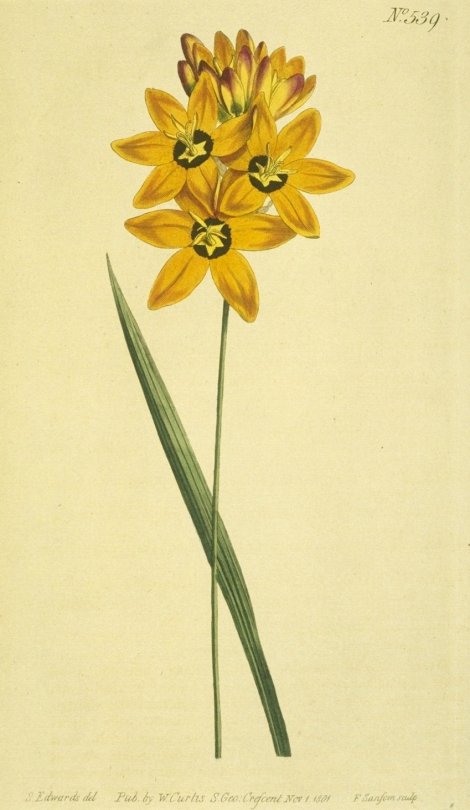 Ixia maculata - Curtis's Botanical
