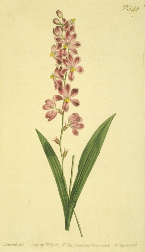 Tritionia scillaris - Curtis's Botanical