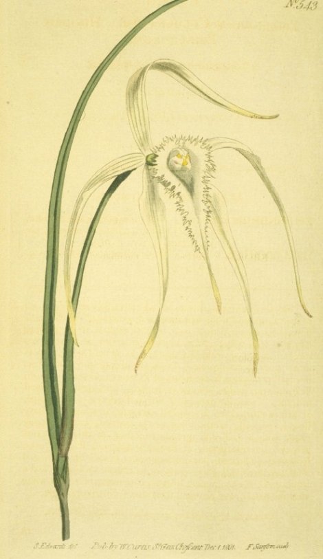 Brassavola cucullata - Curtis's Botanical
