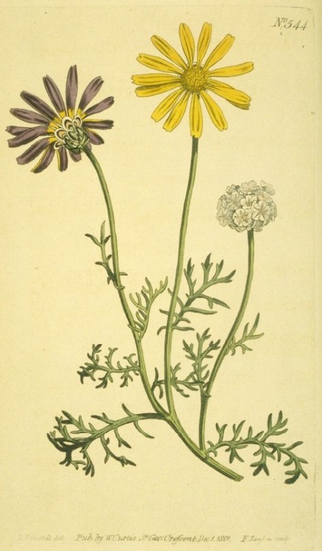Ursinia anthemoides - Curtis's Botanical