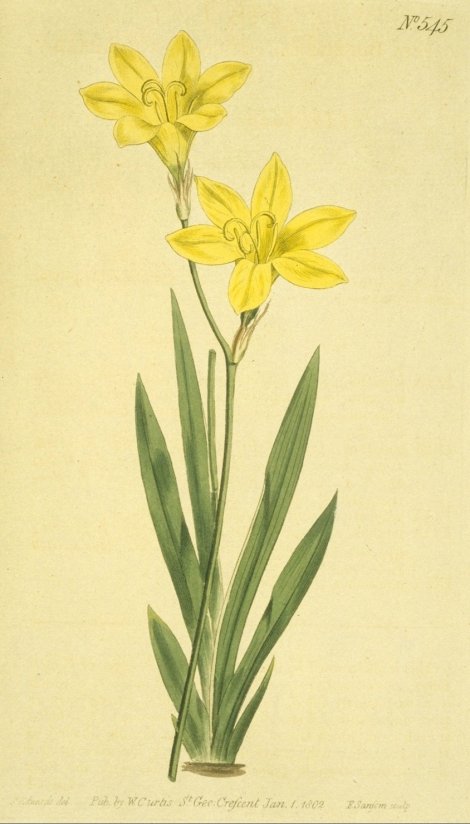 Sparaxis bulbifera - Curtis's Botanical