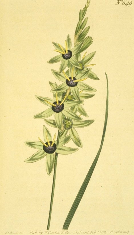 Ixia viridiflora - Curtis's Botanical