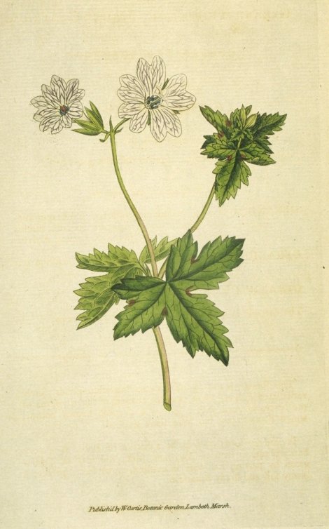Geranium versicolor - Curtis's Botanical