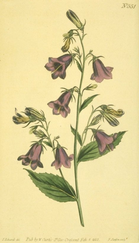 Campanula rhomboidales - Curtis's Botanical