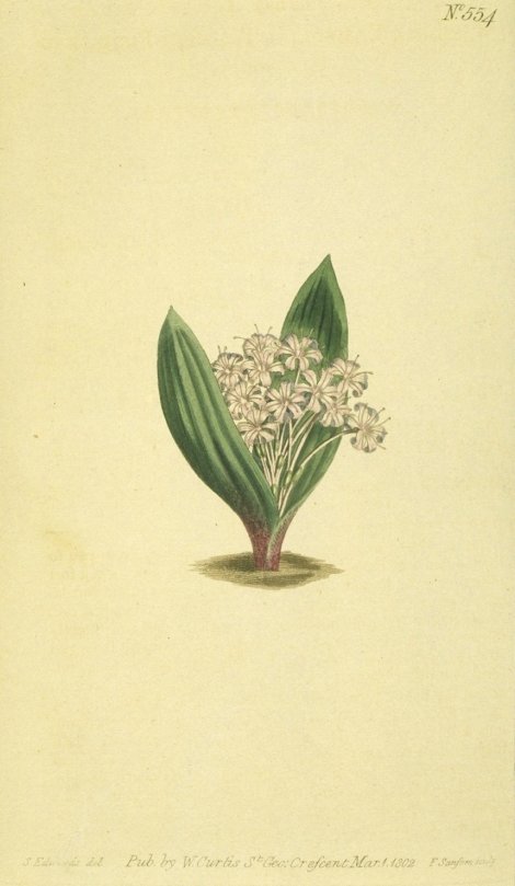 Polyxena pygmaea - Curtis's Botanical