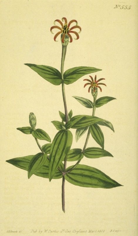 Zinnia peruviana - Curtis's Botanical