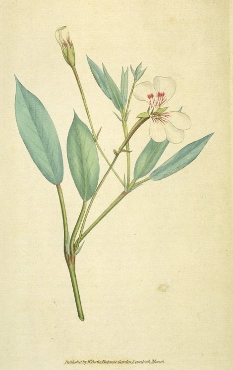 Geranium - Curtis's Botanical
