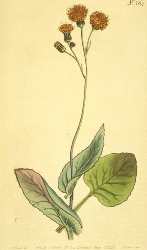 Emilia coccinea - Curtis's Botanical