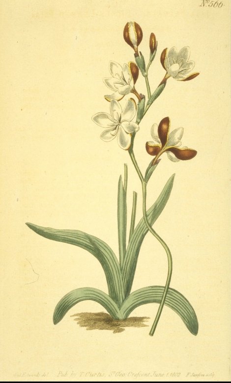Hesperantha falcata - Curtis's Botanical