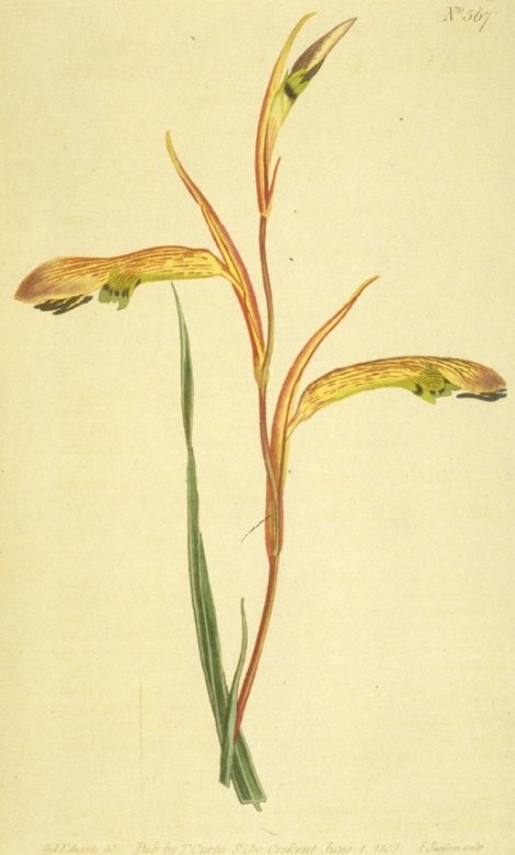 Pentamenes abbreviatus - Curtis's Botanical